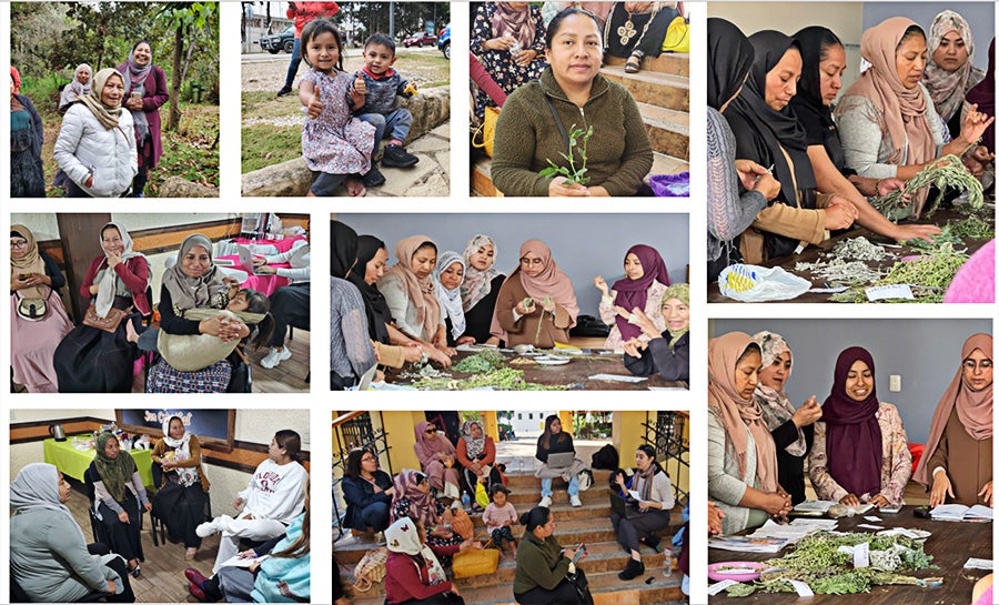 Collage of photos from research in Belize